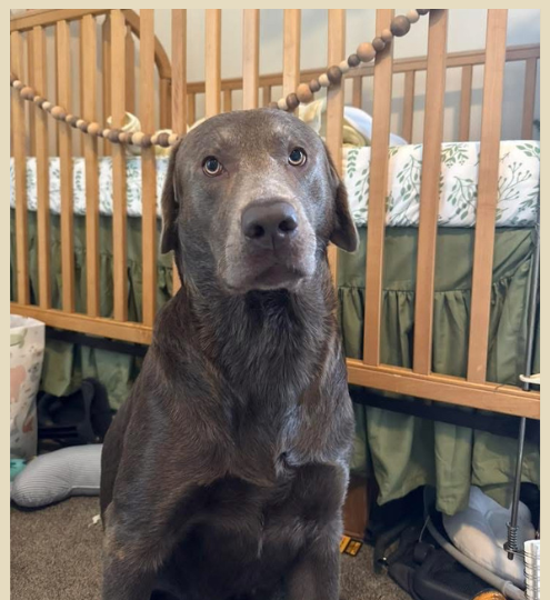 Ruger, a grey Labrador, featured dog of the season