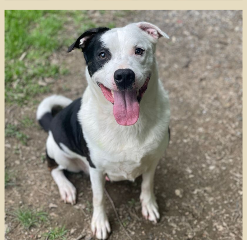 Fynn, a black and white dog, sitting outside